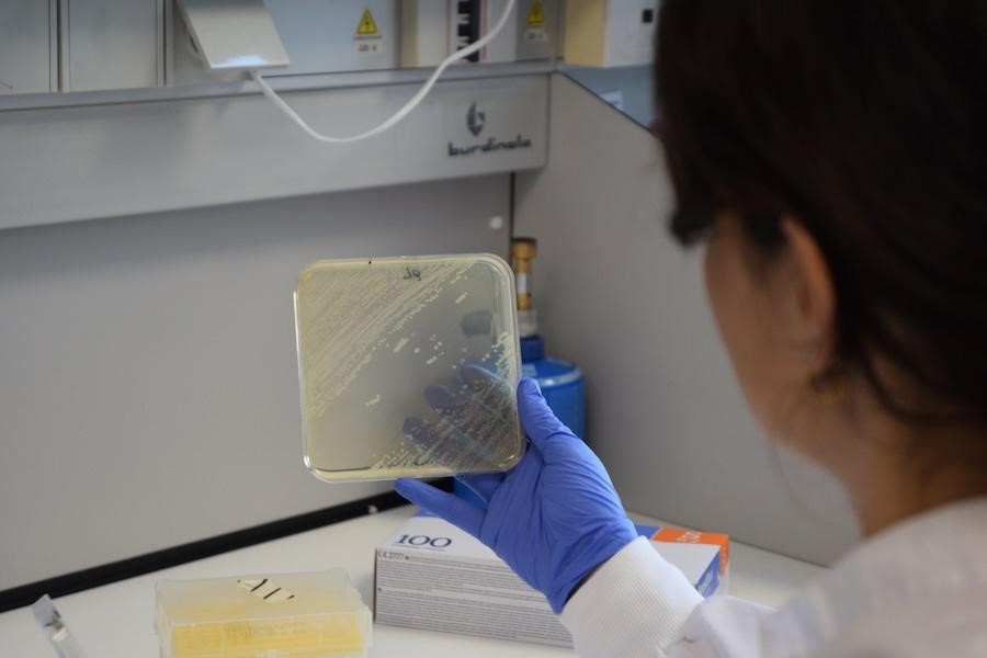 Nuevas herramientas para explorar la función de genes bacterianos desconocidos
